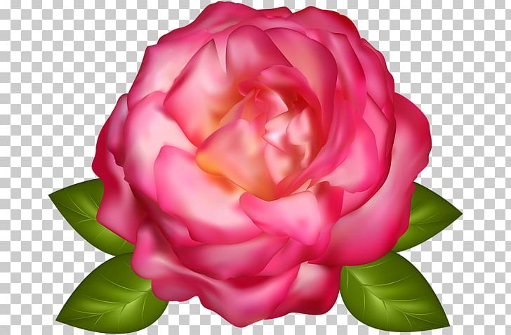 Garden Roses PNG, Clipart, 2d Computer Graphics, Camellia, China Rose, Cli, Computer Graphics Free PNG Download