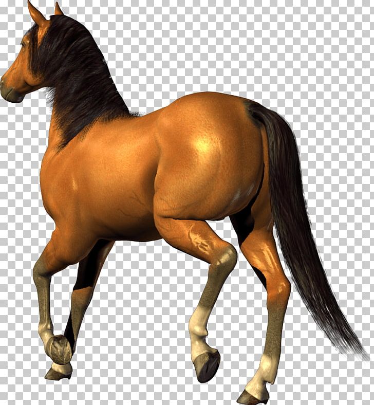 Horse PNG, Clipart, Animals, Bridle, Cats, English Riding, Eohippus Free PNG Download