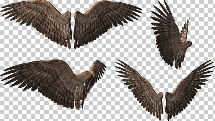 Wing Desktop PNG, Clipart, Ala, Animaatio, Beak, Bird, Bird Of Prey Free PNG Download