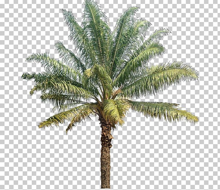 Arecaceae Coconut Photography Tree Spruce PNG, Clipart, Arecaceae, Arecales, Attalea Speciosa, Coconut, Date Palm Free PNG Download