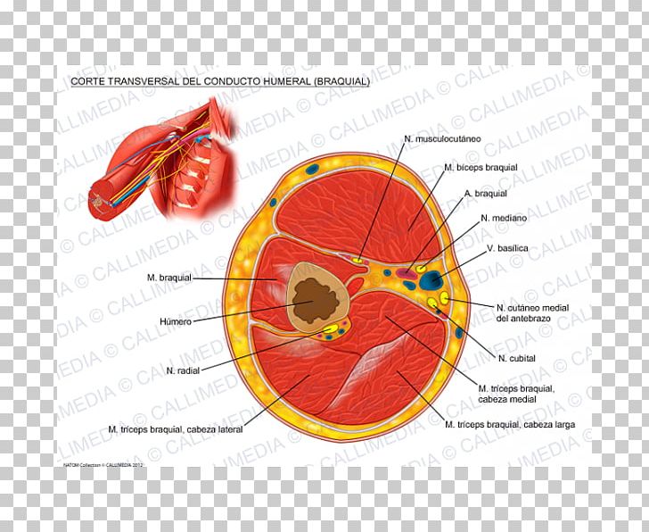 Brachial Artery Brachialis Muscle Triceps Brachii Muscle Forearm PNG, Clipart, Anatomy, Arm, Biceps, Brachial Artery, Brachialis Muscle Free PNG Download