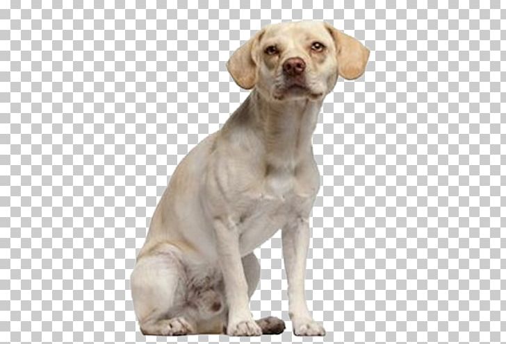 Labrador Retriever Puppy Companion Dog Faculty Of Tropical Medicine PNG, Clipart, Animals, Carnivoran, Companion Dog, Computer Icons, Dog Free PNG Download