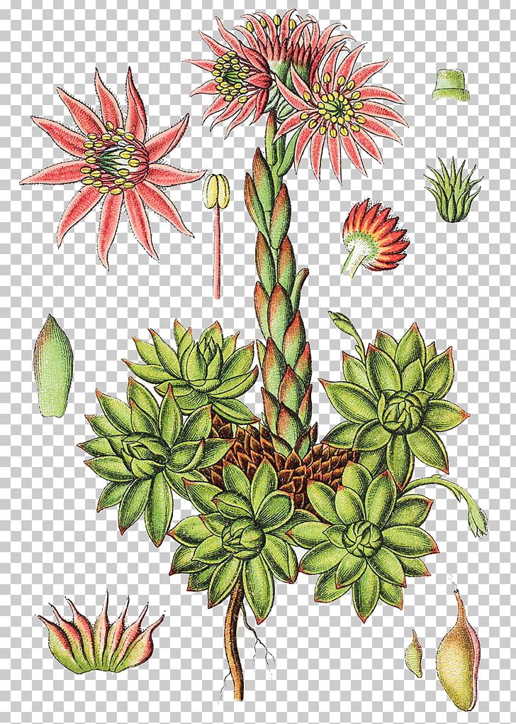 Mountain Houseleek Sempervivum Tectorum Jovibarba Gooseberry Ribes Alpinum PNG, Clipart, Agriculture, Chinese, Crassulaceae, Crop, Cure Free PNG Download