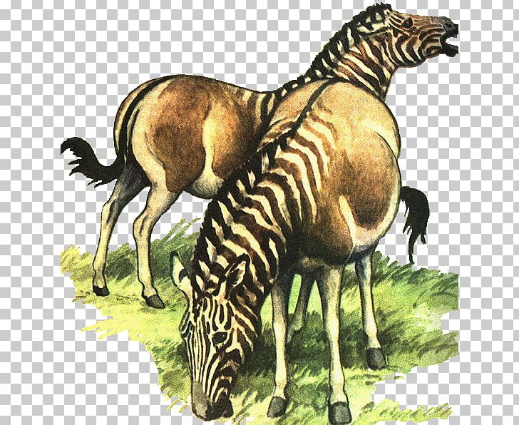 Quagga Zebra Extinction Animal Donkey PNG, Clipart, Animal, Animals, Donkey, Endangered Species, Equus Free PNG Download