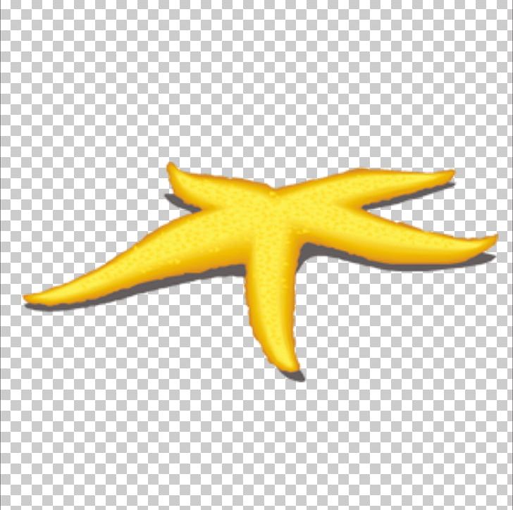 Starfish Benthic Zone Yellow PNG, Clipart, Animals, Beautiful Starfish, Cartoon Starfish, Creative, Download Free PNG Download