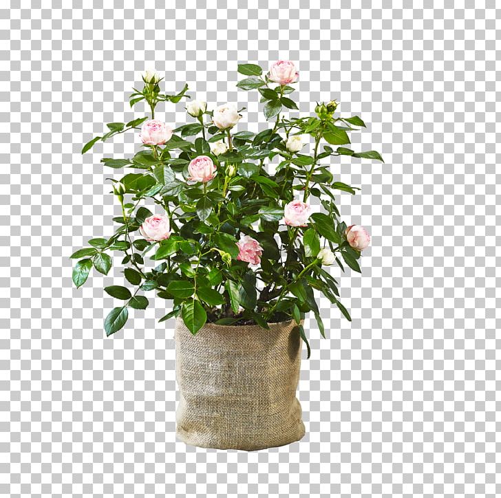 Flowerpot Cut Flowers Houseplant Agriculture Shrub PNG, Clipart, 2012, Agriculture, Blog, Blume, Cut Flowers Free PNG Download