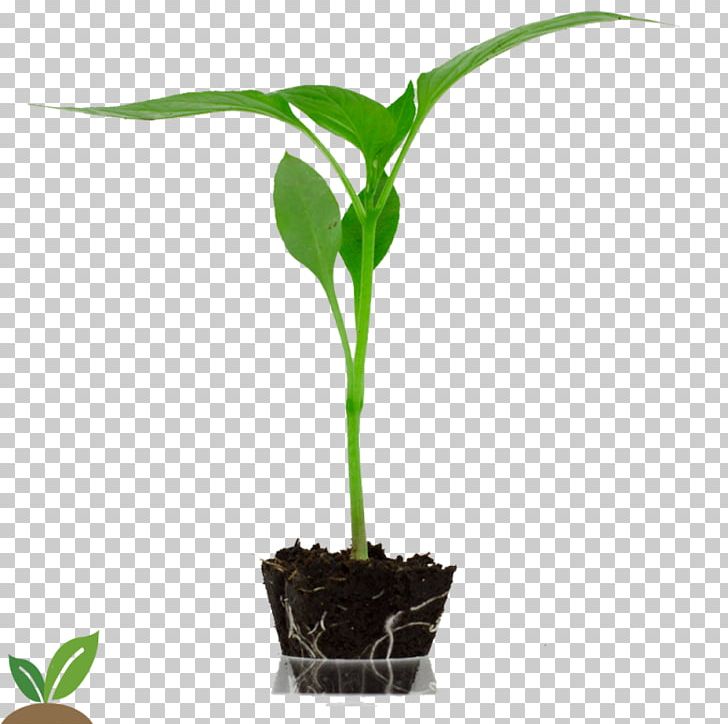 Horticulture Bell Pepper Auglis Agriculture Flowerpot PNG, Clipart, Agriculture, Auglis, Bell Pepper, Capsicum Annuum, Flowerpot Free PNG Download