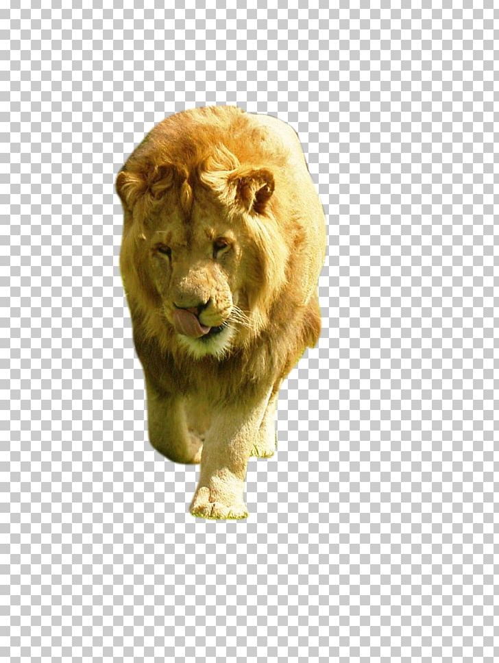 Lion Cat Animal PNG, Clipart, Animal, Animals, Big Cat, Big Cats, Carnivora Free PNG Download