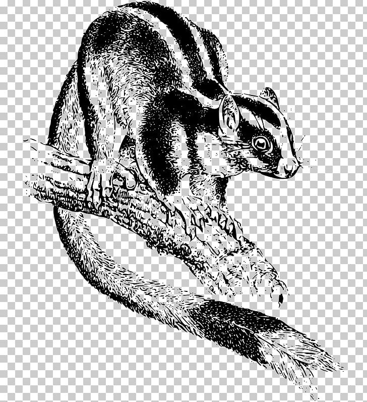 Chipmunk Viverrids Marsupial Opossum Phalangeriformes PNG, Clipart, Canidae, Carnivoran, Chipmunk, Dog Like Mammal, Drawing Free PNG Download