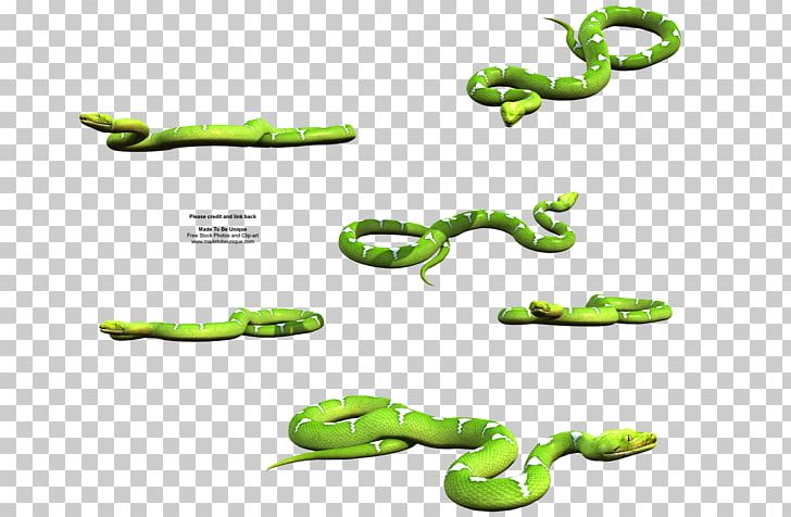 Snake Eastern Green Mamba Green Tree Python Reptile PNG, Clipart, Animal, Animals, Depositphotos, Eastern Green Mamba, Green Tree Python Free PNG Download