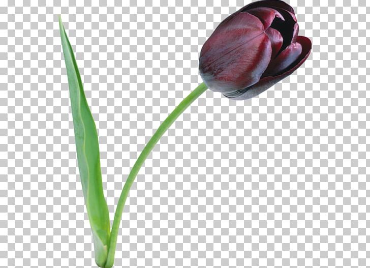 The Black Tulip PNG, Clipart, Black Tulip, Bud, Cicekler, Cut Flowers, Desktop Wallpaper Free PNG Download