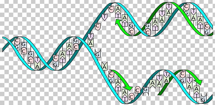DNA Replication DNA Polymerase Adenine PNG, Clipart, Angle, Area, Base Pair, Body Jewelry, Dna Free PNG Download