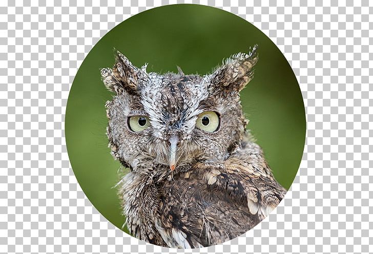 Owl Fauna Beak PNG, Clipart, Animals, Beak, Bird, Bird Of Prey, Birds Of Prey Free PNG Download