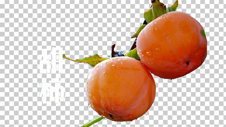 Persimmon Clementine Fruit PNG, Clipart, Apple, Citrus, Clementine, Dios, Food Free PNG Download