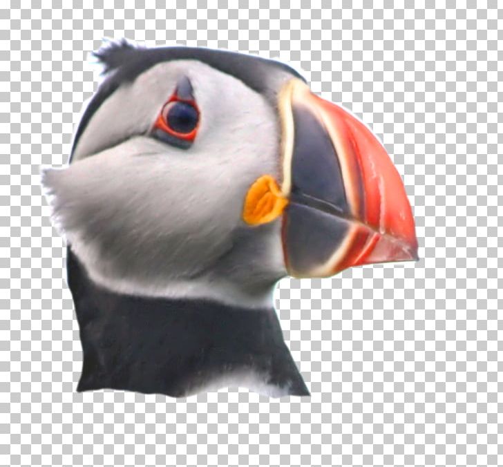 Puffin Beak Snout PNG, Clipart, Beak, Bird, Others, Puffin, Seabird Free PNG Download