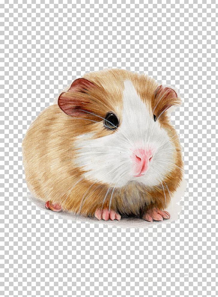 Skinny Pig Hamster Illustration PNG, Clipart, Cartoon, Colored Pencil, Computer Mouse, Guinea, Guinea Pig Free PNG Download