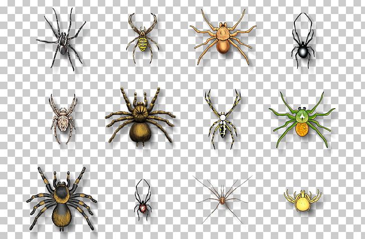 Spider Bite Southern Black Widow Chilean Recluse Spider Animal Bite PNG, Clipart, Animal, Animal Bite, Arachnid, Arachnology, Arthropod Free PNG Download