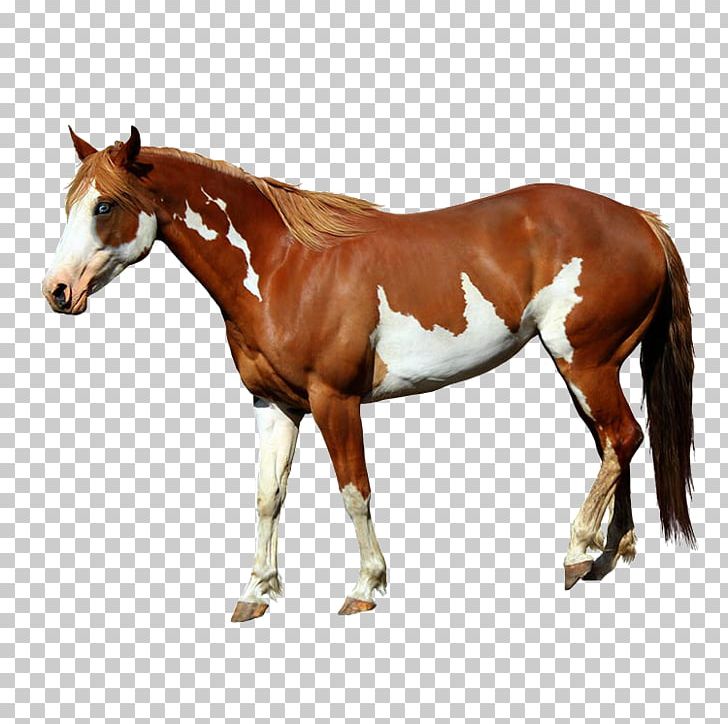 American Paint Horse Mangalarga Marchador Foal Standing Horse PNG, Clipart, American Paint Horse, Animal Figure, Bridle, Chestnut, Colt Free PNG Download