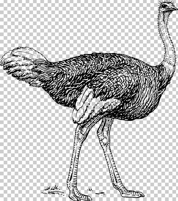 Common Ostrich Drawing Line Art PNG, Clipart, Animals, Art, Beak, Bird, Black And White Free PNG Download