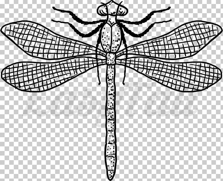 Dragonfly Insect Tattoo Line Art EasyTatt PNG, Clipart, Arthropod, Artwork, Australian Dollar, Black, Black And White Free PNG Download