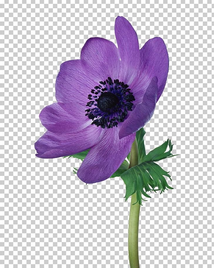 Poppy Anemone Cut Flowers PNG, Clipart, Anemone, Anemone Apennina, Annual Plant, Cut Flowers, Flower Free PNG Download