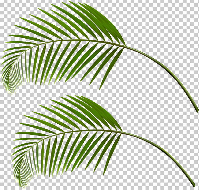 Leaf Vegetation Plant Green Tree PNG, Clipart, Branch, Green, Leaf, Line, Plant Free PNG Download