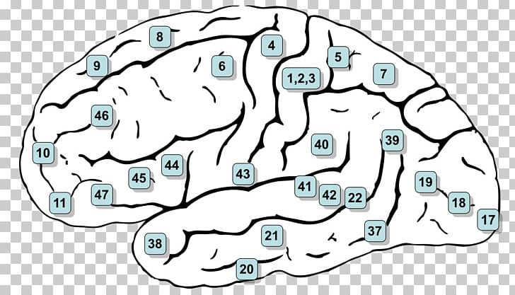 Brodmann Area 6 Cerebral Cortex Premotor Cortex Brain PNG, Clipart, Area, Brain, Brodmann Area, Brodmann Area 4, Human Body Free PNG Download