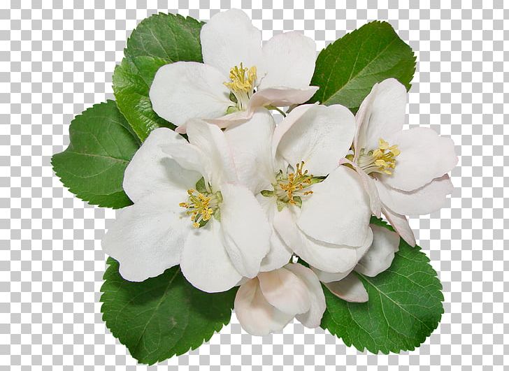 Flower Encapsulated PostScript TIFF PNG, Clipart, Apples, Blossom, Encapsulated Postscript, Flower, Flowering Plant Free PNG Download