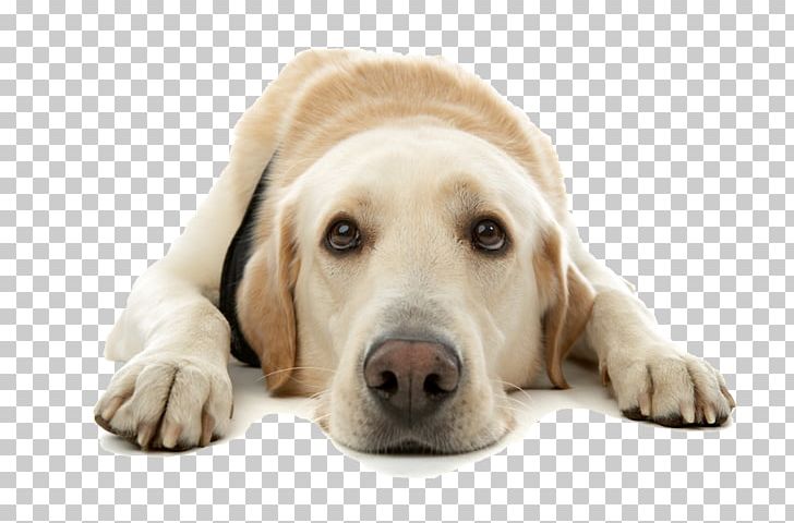 Labrador Retriever Golden Retriever Pet Sitting Puppy Cat PNG, Clipart, Animal, Animals, Carnivoran, Cat, Coat Free PNG Download