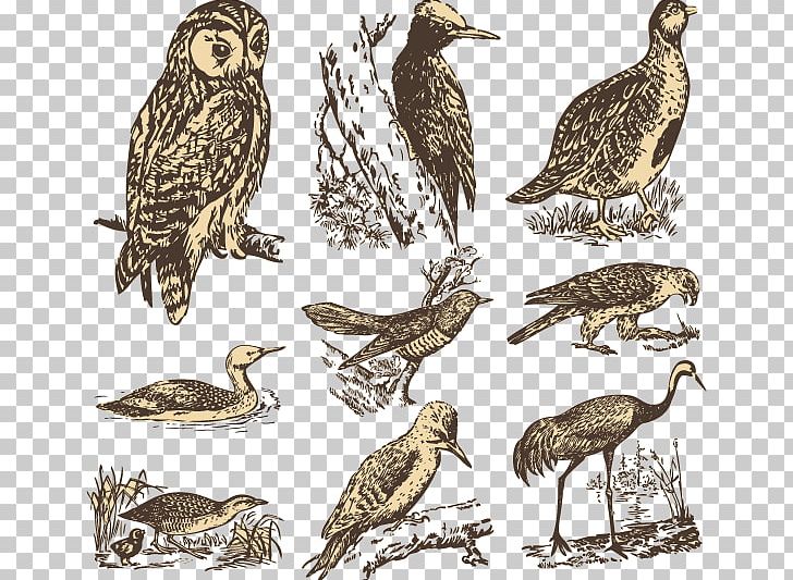 Bird Euclidean Illustration PNG, Clipart, Animal, Animals, Animation, Anime Character, Anime Eyes Free PNG Download