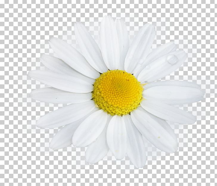 Common Daisy Desktop PNG, Clipart, Buquet, Chamaemelum Nobile, Chamomile, Chrysanths, Common Daisy Free PNG Download