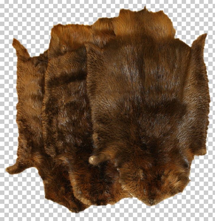 Fur Muskrat Canidae Biberfell Coypu PNG, Clipart, Animals, Beaver, Beaver Dam, Biberfell, Canidae Free PNG Download