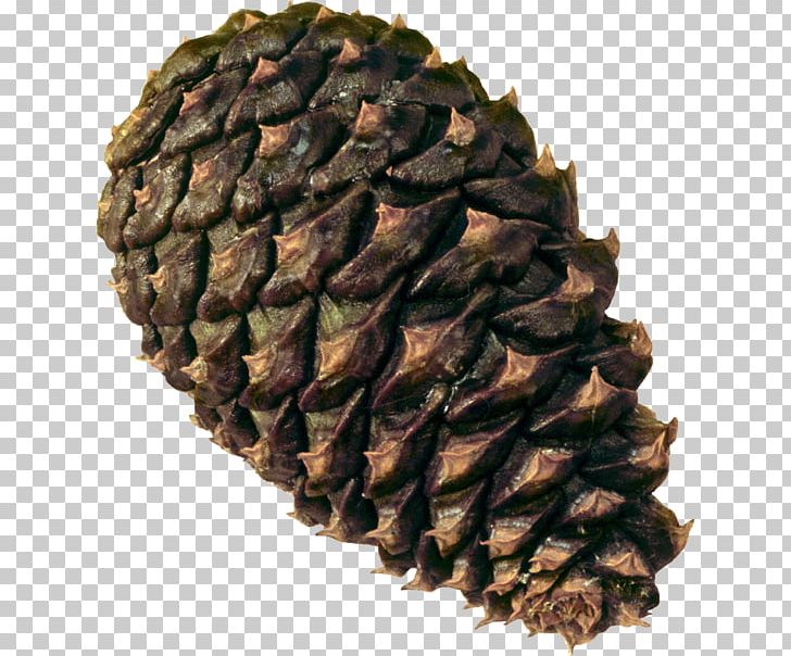 Spruce Conifer Cone Pine PNG, Clipart, Computer Software, Cone, Conifer Cone, Conifers, Download Free PNG Download