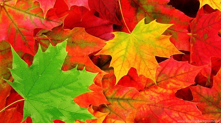 Autumn Leaf Color Desktop Tree PNG, Clipart, 1080p, Autumn, Autumn Leaf Color, Autumn Leaves, Color Free PNG Download