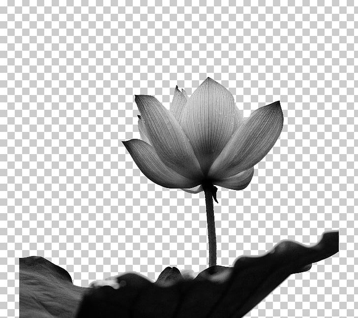 Black And White Software PNG, Clipart, Black, Chinese Painting, Flower, Golden Lotus, Ink Free PNG Download