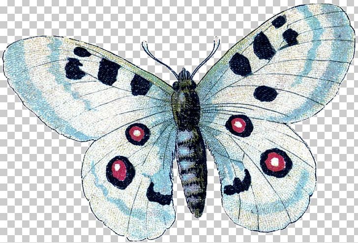 Brush-footed Butterflies Butterfly Insect Gossamer-winged Butterflies Old World Swallowtail PNG, Clipart, Arthropod, Bombycidae, Brush Footed Butterfly, Butterflies And Moths, Butterfly Free PNG Download
