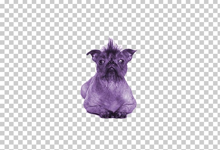Miniature Schnauzer Chinese Crested Dog French Bulldog Puppy PNG, Clipart,  Free PNG Download