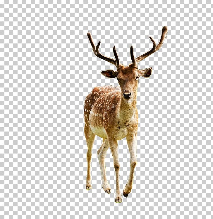 Red Deer Elk Reindeer White-tailed Deer PNG, Clipart, Animal, Animals, Antelope, Antler, Christmas Deer Free PNG Download