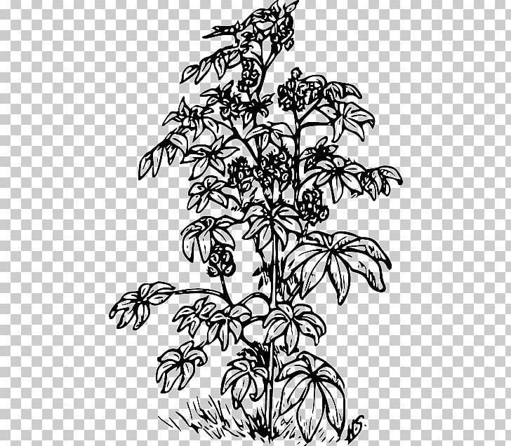 Ricinus Castor Oil PNG, Clipart, Bean, Black And White, Branch, Castor Oil, Coffea Free PNG Download