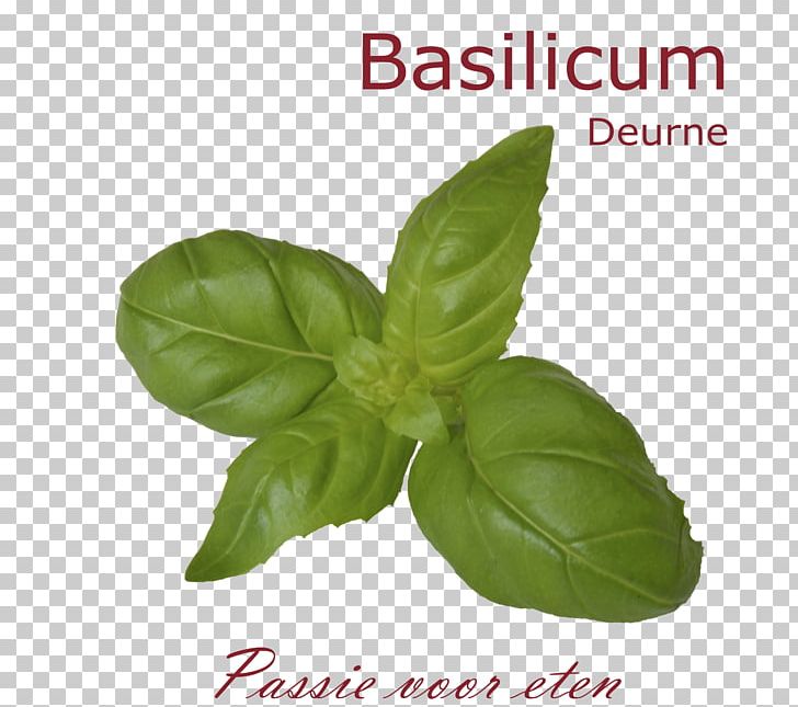 Basilicum Deurne Catering Good Friday Italy PNG, Clipart, Basil, Basilicum, Catering, Delicatessen, Deurne Free PNG Download
