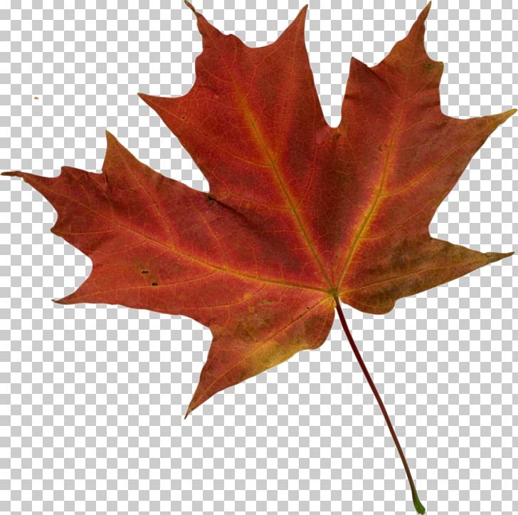Autumn Leaf Color PNG, Clipart, Autumn, Autumn Leaf Color, Clip Art, Desktop Wallpaper, Download Free PNG Download