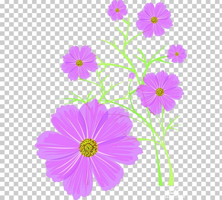 Cosmos Flower PNG, Clipart, Annual Plant, Archive File, Aster, Computer, Computer Software Free PNG Download