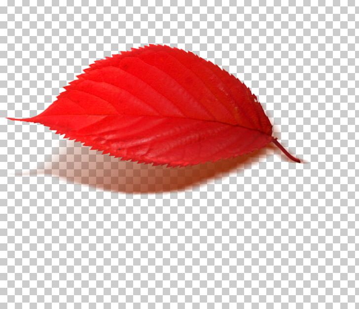 Leaf Petal PNG, Clipart, Caller Id, Leaf, Petal, Plant, Red Free PNG Download
