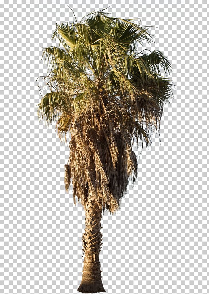 Asian Palmyra Palm Mexican Fan Palm Arecaceae Babassu Tree PNG, Clipart, Arecaceae, Arecales, Asian Palmyra Palm, Attalea, Attalea Speciosa Free PNG Download