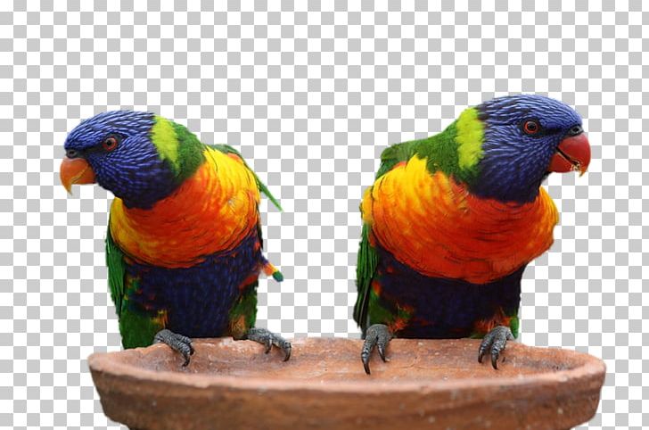 Bird Perroquet Parrot Australia True Macaws PNG, Clipart, Animals, Australia, Beak, Bird, Bird Supply Free PNG Download