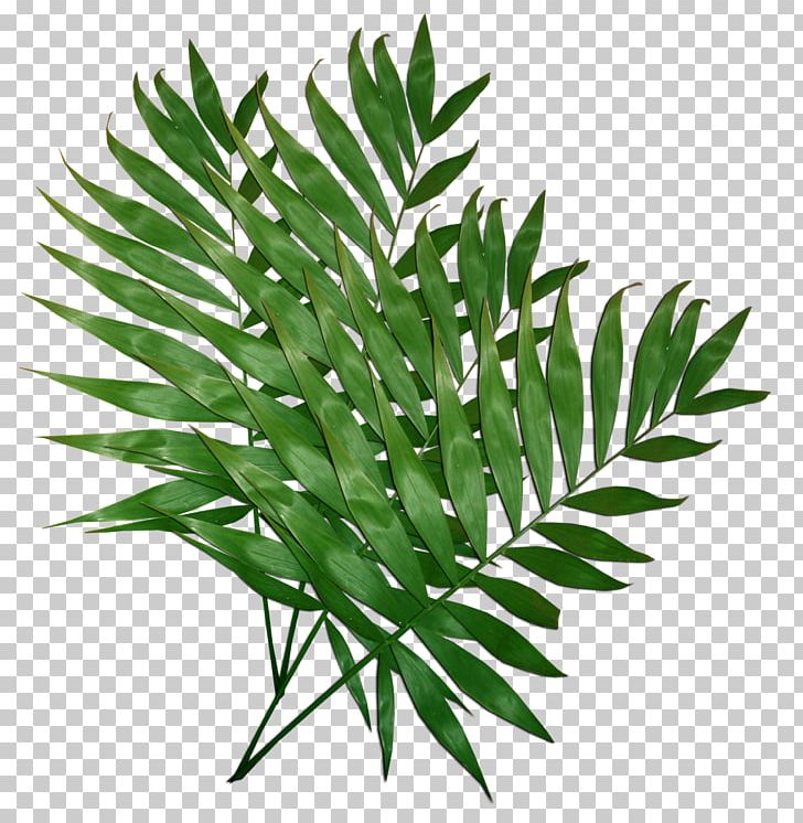 Leaf Plant Computer Icons PNG, Clipart, Arecales, Art Green, Clip Art, Computer Graphics, Computer Icons Free PNG Download