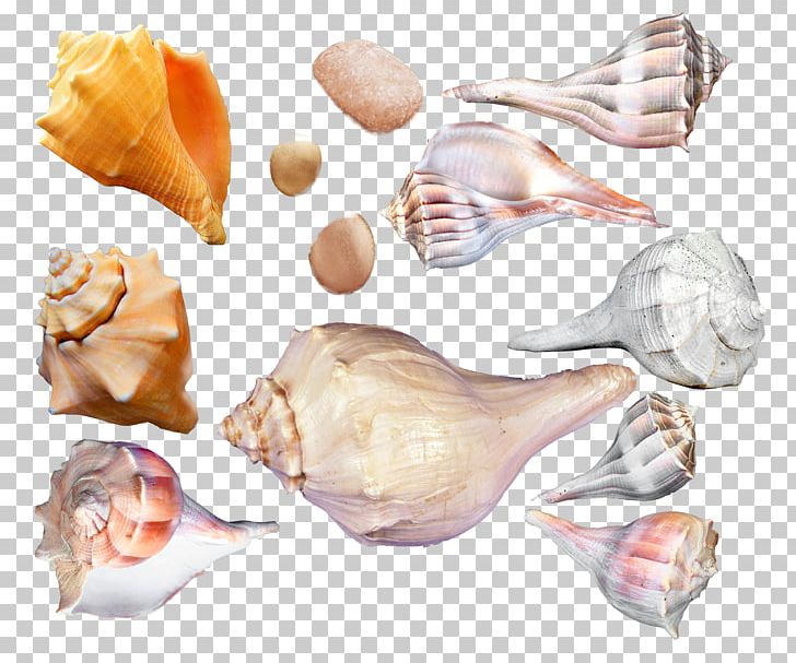 Seashell Cockle Sea Snail Conchology PNG, Clipart, Animals, Bolinus Brandaris, Cockle, Conch, Conchology Free PNG Download