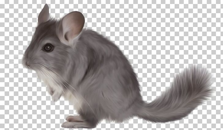 Short-tailed Chinchilla Rodent PNG, Clipart, Animal, Chinchilla, Computer Icons, Desktop Wallpaper, Domestic Rabbit Free PNG Download
