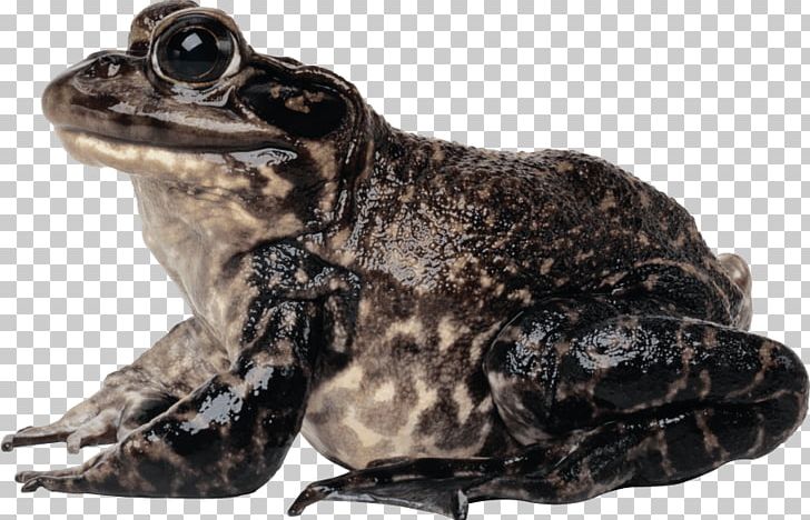 Toad Jump True Frog Portable Network Graphics PNG, Clipart, American Bullfrog, Amphibian, Animal, Bullfrog, Common Frog Free PNG Download