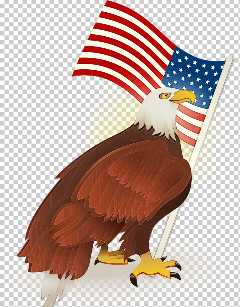 Bald Eagle Chicken Beak Eagle Chicken PNG, Clipart, Bald Eagle, Beak, Chicken, Eagle, Hair Loss Free PNG Download